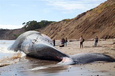 Blue whale hit by ship found dead on Northern California beach