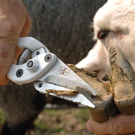 Cow Hoof Trimming Knives at Dean Byrne blog