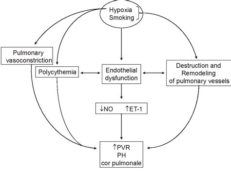 Pulmonary hypertension and chronic cor pulmonale in COPD | Semantic Scholar