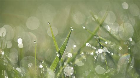 Download wallpaper 3840x2160 grass, dew, drops, macro, water 4k uhd 16:9 hd background