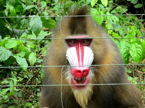 Mandrill - the largest monkey in the world. - Picture of Mefou National Park, Yaounde - TripAdvisor