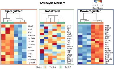 Astrocyte markers upregulated, not altered, and downregulated in Tg.Old... | Download Scientific ...