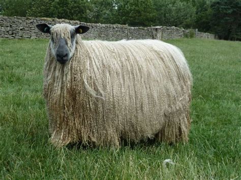 Wensleydale Sheep - Wensleydale Longwool Sheep Breeders' Assoication ...