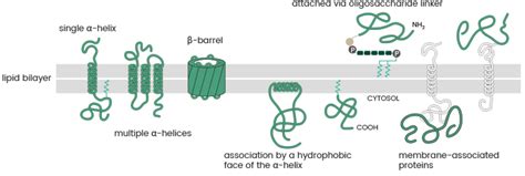 What are Transmembrane Proteins | Sino Biological