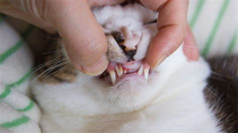 Gingivitis in Cats: Symptoms, Causes, & Treatment