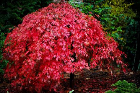 Orangeola Japanese Maple For Sale | The Tree Center™