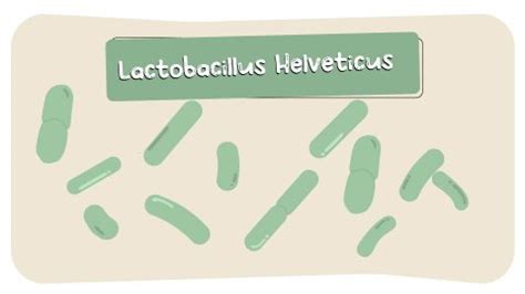 6 Lactobacillus Helveticus Health Benefits: Psychological, Sleep And ...