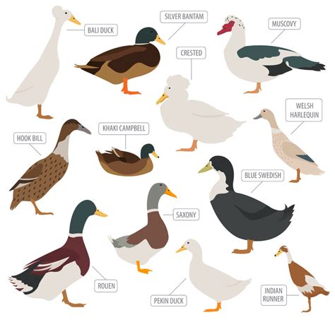 Rare Duck Breeds - 15 Ducks That'll Make You Quack In Awe 🦆