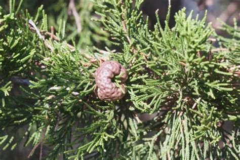 Cedar Apple Rust: How to Identify and Stop This Fungal Disease