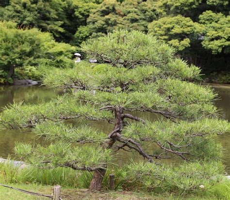 Pinus thunbergii - Japanese Black Pine - Seeds