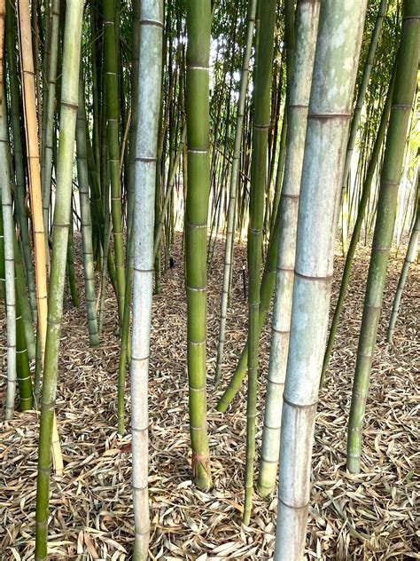 CALIFORNIA GROWN FRESH BAMBOO SHOOTS – A SEASONAL DELICACY — Sonoko Sakai