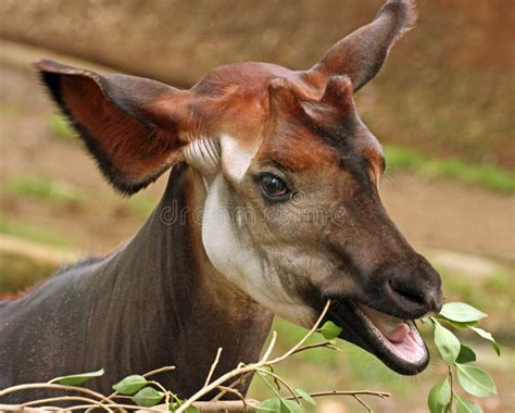 Okapi stock photo. Image of details, eyes, detail, furry - 51263450