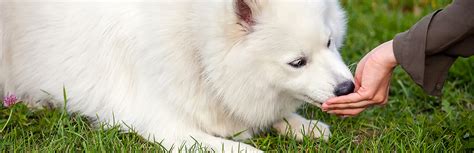 Bland Diet for Dogs: How and When To Use Them