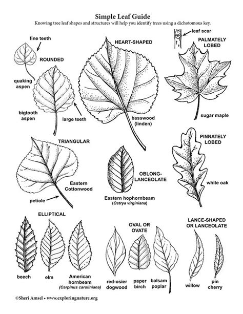 Deciduous Tree Identification - Using a Dichotomous Key