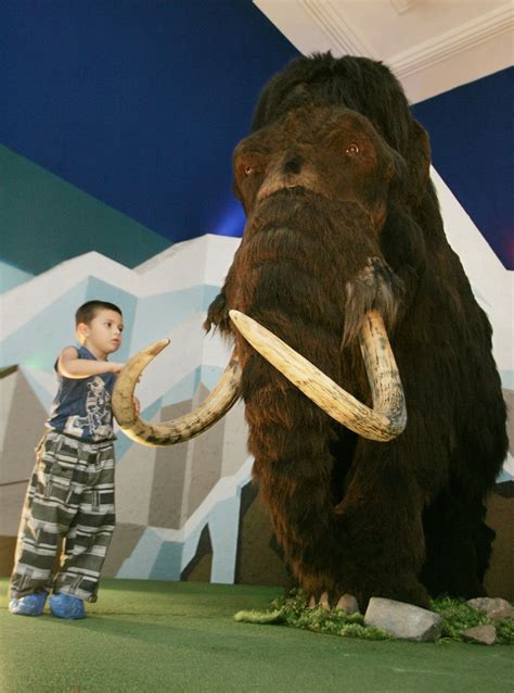 Scientists Plan to Clone Woolly Mammoth | IBTimes UK