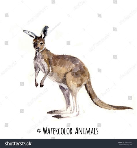 Watercolor Illustration Kangaroo Animal Silhouette Sketch Stock Illustration 446666389 ...