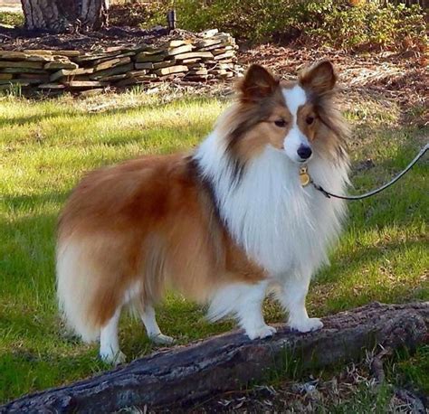 All About Playfull Shetland Sheepdog Puppy And Kids #shetlandsheepdogslovers #shetlandsheep ...