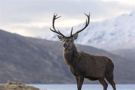 Red Deer Stag in Highland Scotland Photograph by Derek Beattie - Pixels