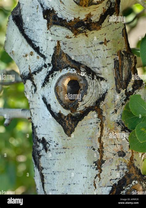 Aspen tree with an eye that appears in the bark Stock Photo - Alamy