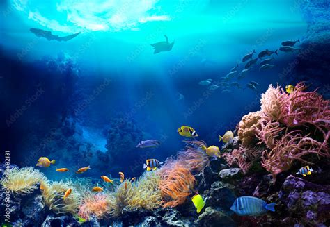 Underwater view of the coral reef. Ecosystem. Life in tropical waters ...