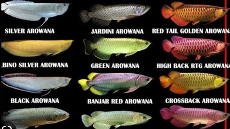 Arowana |Types of Arowana Fish |... Arowana Species | Asian Arowana ...