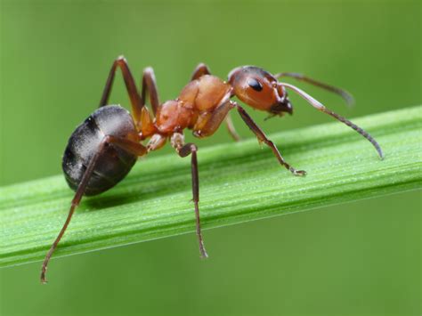 Bug-A-Palooza Daily Bug: Ants - The Most Fascinating Insects? - Bernheim Arboretum and Research ...