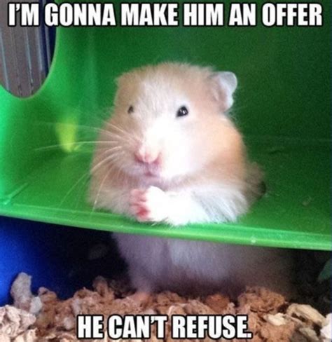 25 Adorable Hamster Memes That Will Surely Brighten Your Day ...