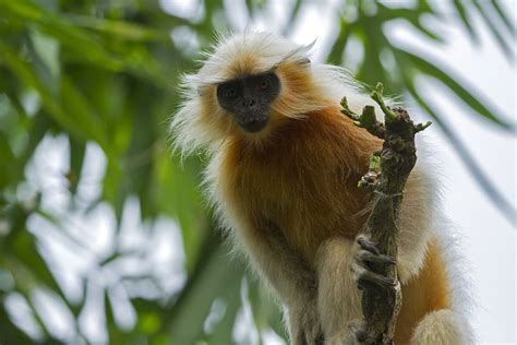 Golden Langur