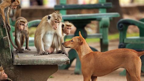 Exclusive: Monkeys, dog play in 'Kingdom'