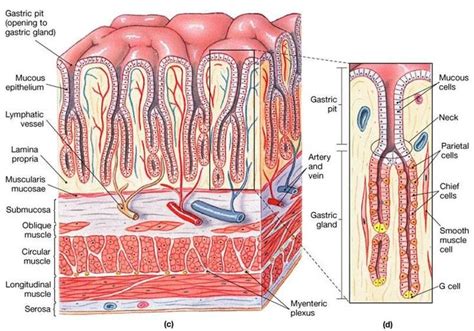 The Stomach Lining #medschool #doctor #medicalstudent #medicalschool # ...