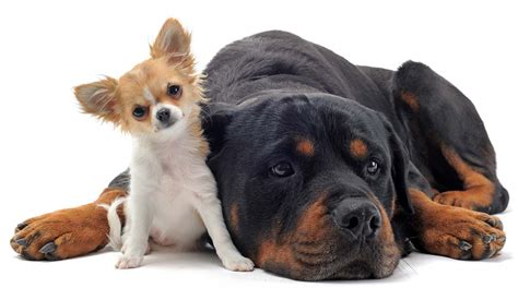 Raising Large vs Small Dog Breeds