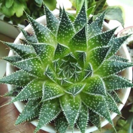 Aloe Aristata Care: Learn Tips On Growing The Lace Aloe