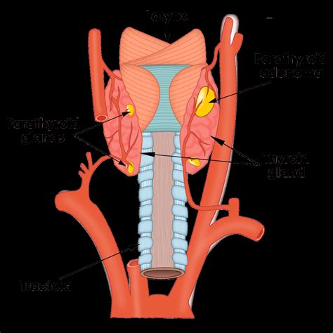 Parathyroid Gland Anatomy