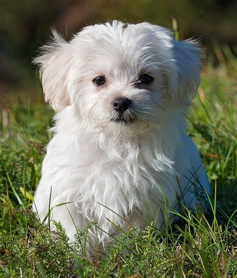 Maltese Dog Breed Information Center: The Ultimate Fluffy White Puppy