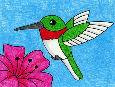 Hummingbird Drawing Colour