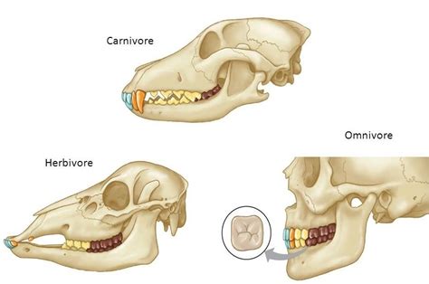 Diagram of Skulls of Carnivores, Herbivores and Omnivores | Quizlet