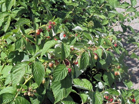 Front Range Food Gardener: It's raspberry time