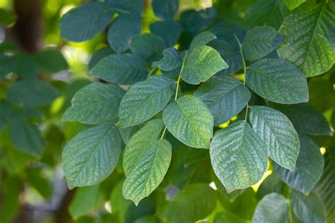 How to Grow and Care for Yellowwood Tree