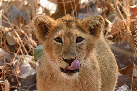 Asiatic Lion Cub (3 Months) | Sasan-Gir National Park, Gujar… | Flickr