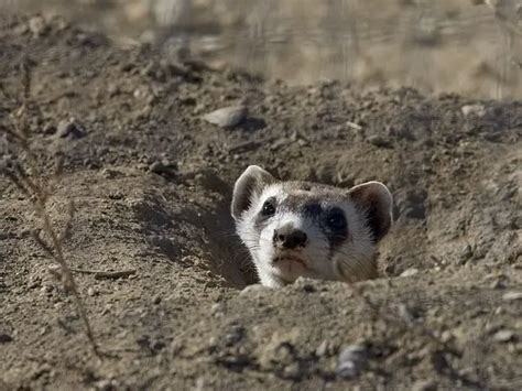 Black Footed Ferret Facts - All About Black Footed Ferret