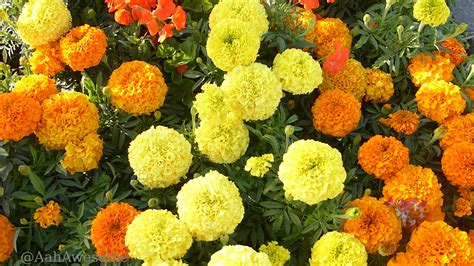 Marigold (Tagetes) is a genus of annual or perennial, mostly herbaceous plants in the sunflower ...