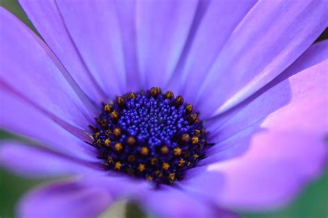 Closeup photo of purple petaled flower, osteospermum, marguerite ...