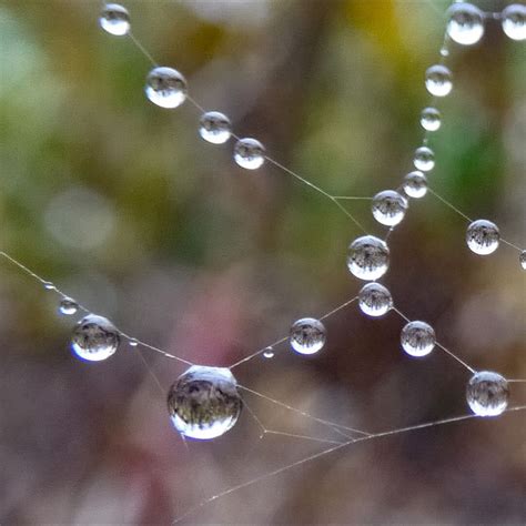 Water Footage: Dew drops on the spider web | Dew drops, Levitation ...