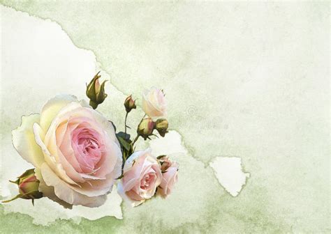 Roses Watercolor Background Stock Illustration - Illustration of ...