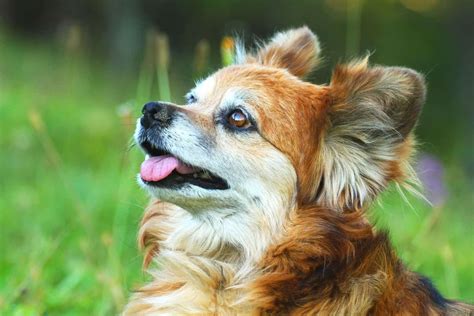 Beagle Yorkie Mix: The Smallest Family Member You're Gonna Love To Pieces