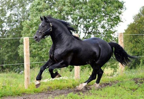 Black Beauty | Horses, Beautiful horses, Kathiyawadi horse