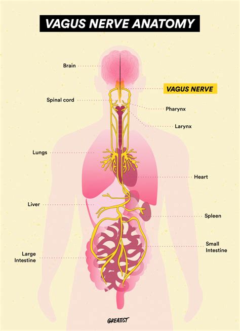 What can damage the vagus nerve? - 27F Chilean Way