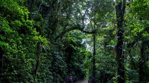 Berliner Tageszeitung - In Costa Rica, climate change threatens 'cloud forest'