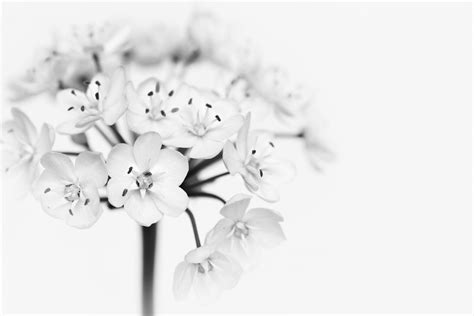 Free Images : branch, blossom, black and white, plant, petal, bloom, close, small flowers ...