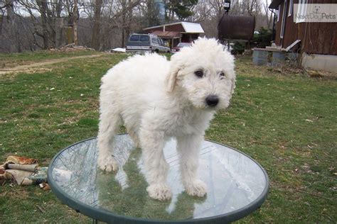 Komondor puppy for sale near Bowling Green, Kentucky | f282f608-e7f1